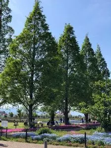 三ツ又池公園
