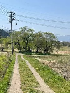石部桜