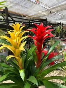 鹿沼花木センター 売店
