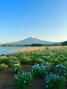 河口湖湖畔遊歩道