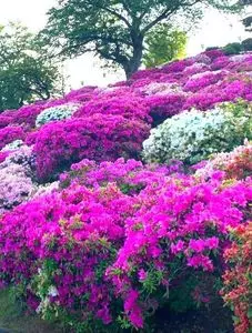 西山公園