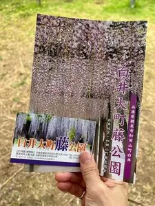 白井大町藤公園