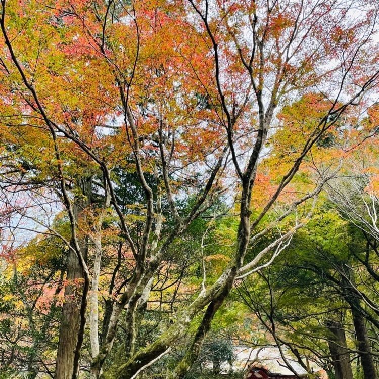 みーなさんが投稿した鰐淵寺に関する口コミの画像