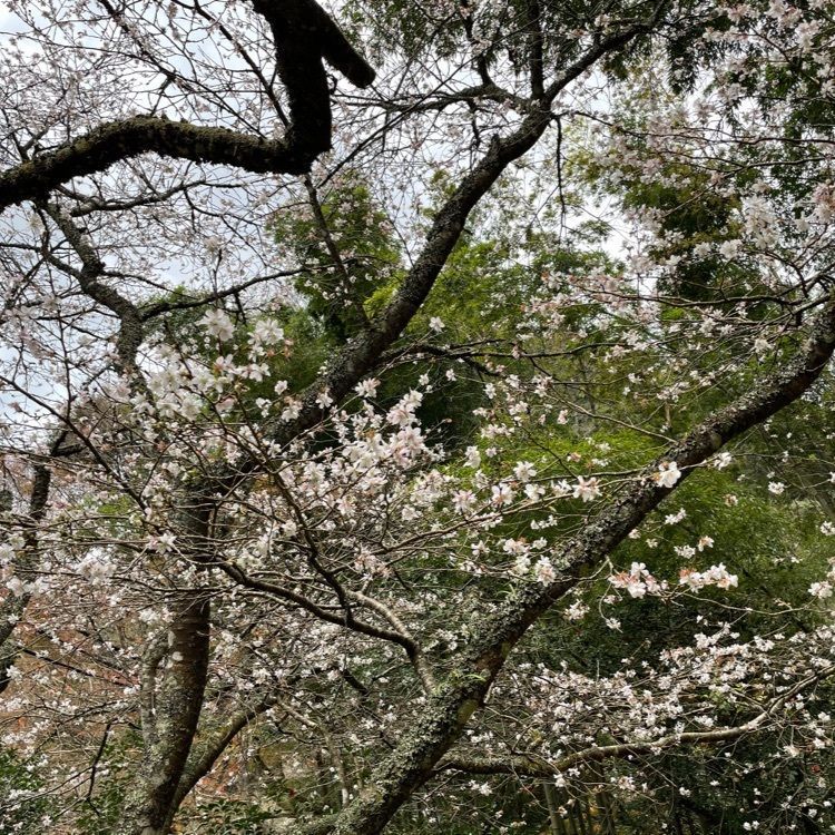みーなさんが投稿した鰐淵寺に関する口コミの画像