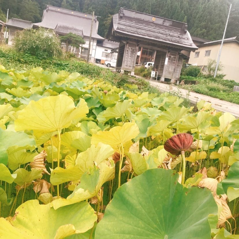 猫なぎ。さんが投稿した円照寺（山形県尾花沢市）に関する口コミの画像