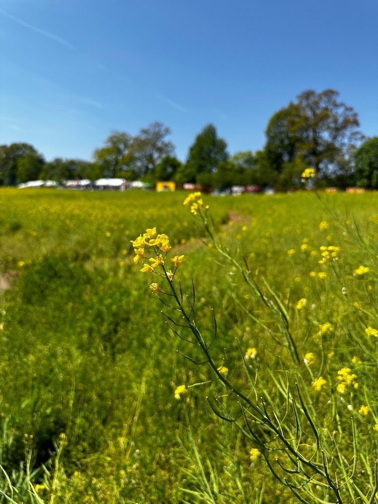 かめ_メグミさんが投稿した菜の花公園に関する口コミの画像