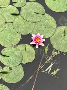 茶寮いま泉