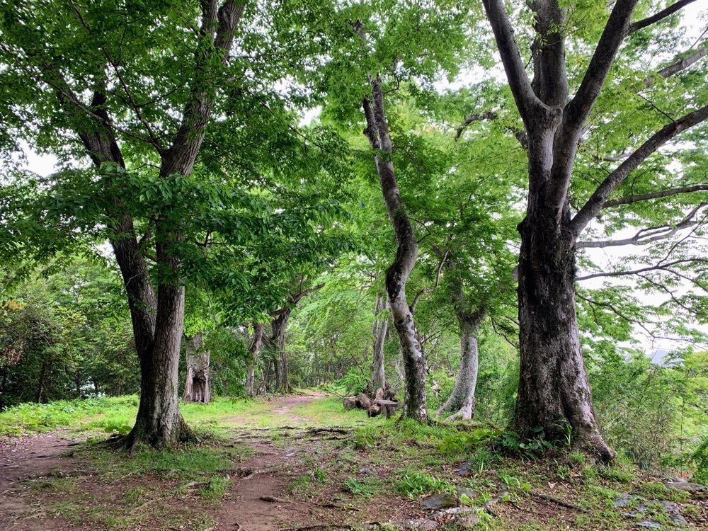 formal_cafeteria_8688さんが投稿した城山公園（大分県佐伯市）に関する口コミの画像