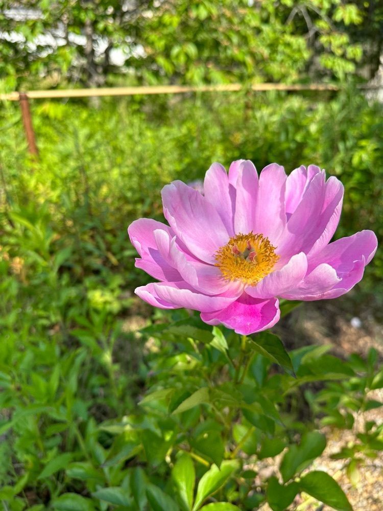 blossom&C7さんが投稿した南郷温泉 二葉屋に関する口コミの画像