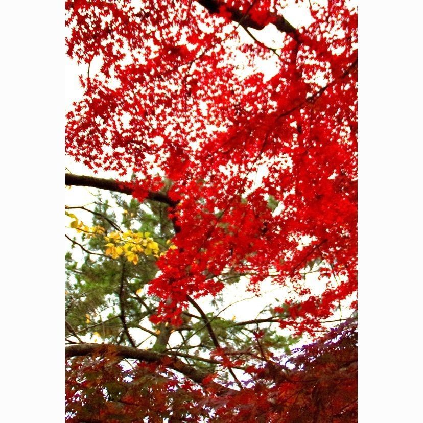 junkunさんが投稿した善福寺に関する口コミの画像