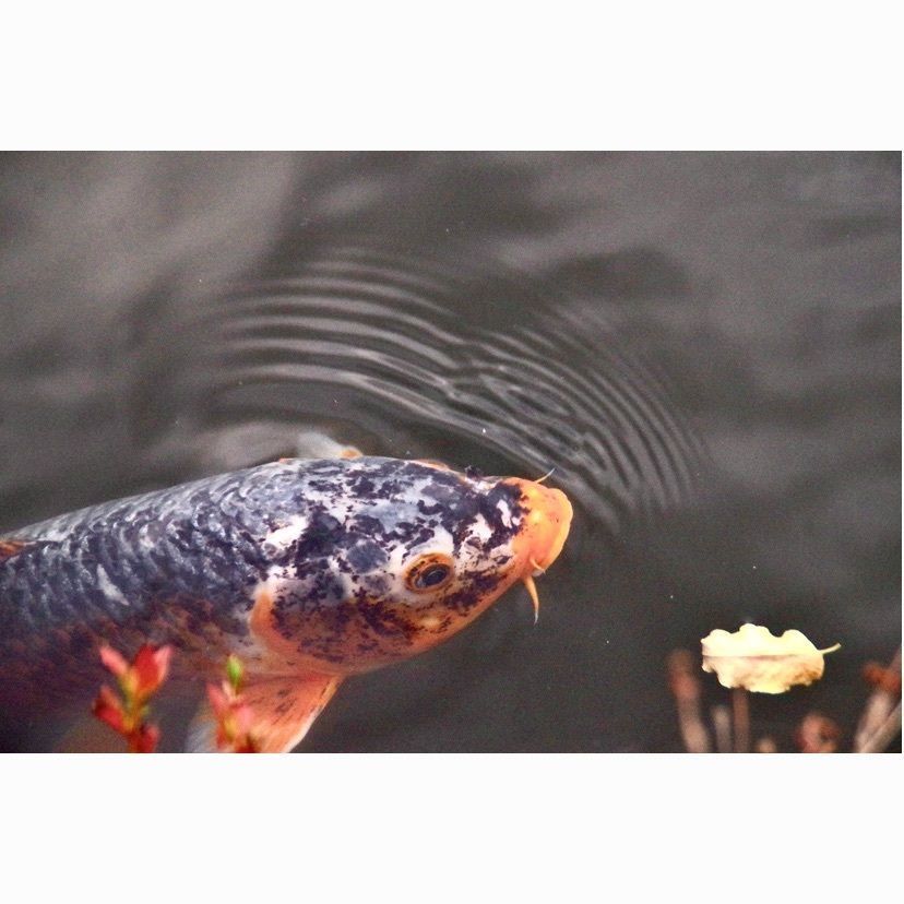 junkunさんが投稿した善福寺に関する口コミの画像