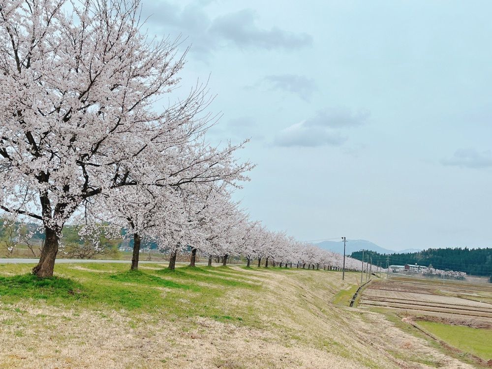 猫なぎ。さんが投稿した小国川に関する口コミの画像