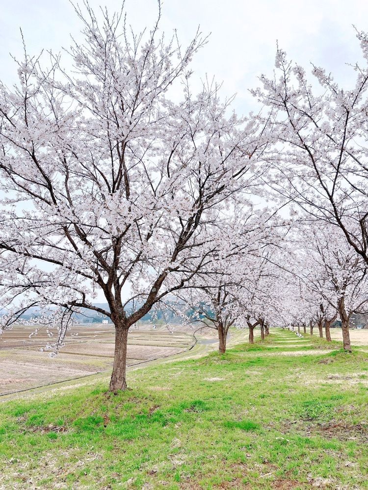 猫なぎ。さんが投稿した小国川に関する口コミの画像