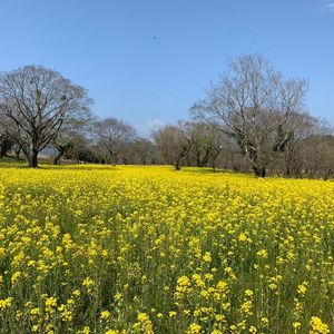 入田桜づつみ・菜の花