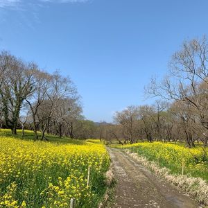 入田桜づつみ・菜の花