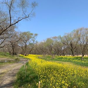 入田桜づつみ・菜の花