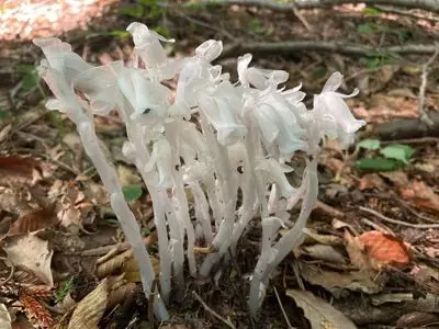 富幕山の山野草