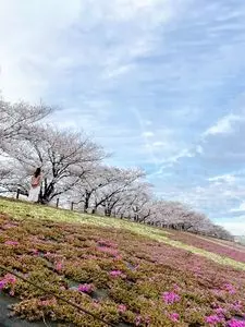 荒川赤羽桜堤緑地 2枚目