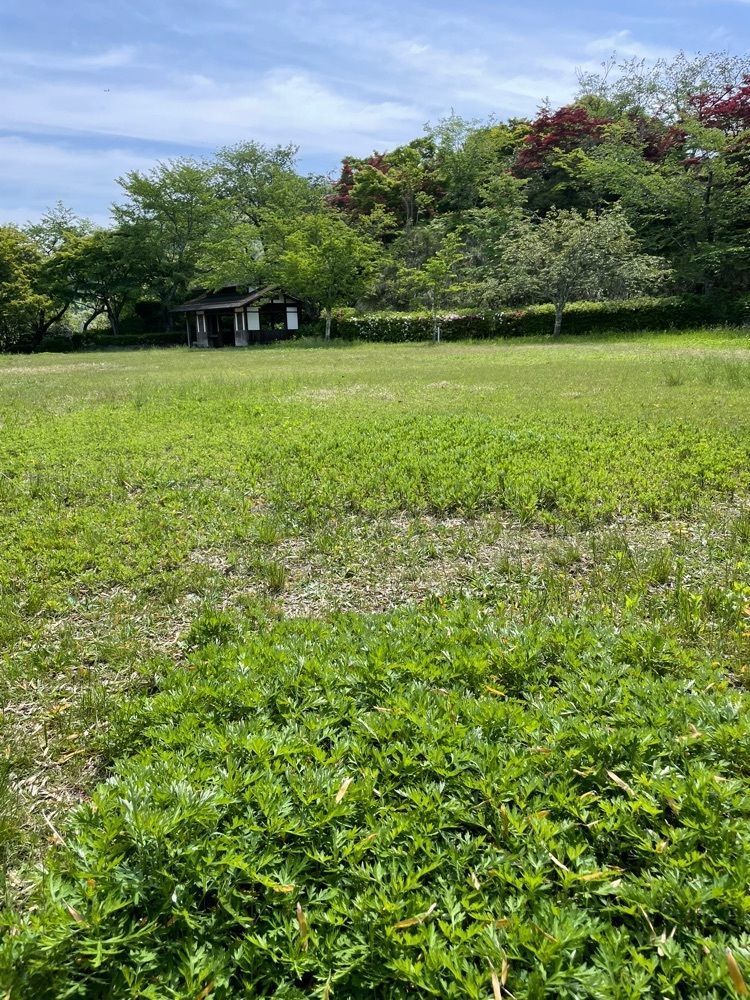 P-sanさんが投稿した匂崎公園に関する口コミの画像