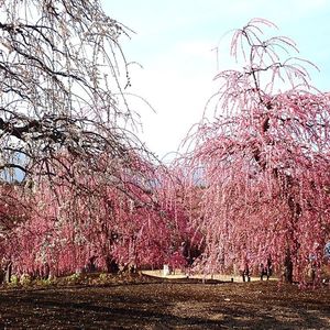 鈴鹿の森庭園（しだれ梅まつり）
