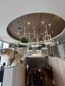 猫カフェMOCHA 渋谷センター街店（ネコカフェモカ）