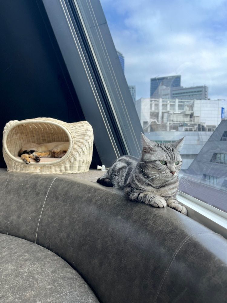 yoko_tokyoiventlifeさんが投稿した猫カフェMOCHA 渋谷センター街店（ネコカフェモカ）に関する口コミの画像