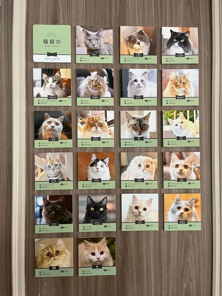 yoko_tokyoiventlifeさんが投稿した猫カフェMOCHA 渋谷センター街店（ネコカフェモカ）に関する口コミの画像