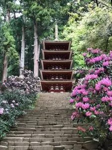 室生寺の石楠花