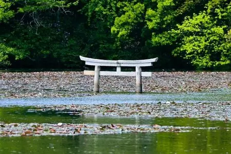平池のカキツバタ