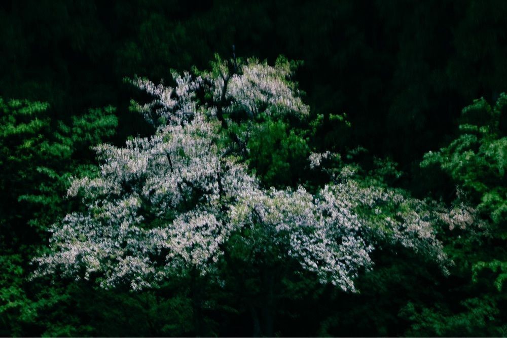 cocoa815さんが投稿した平池のカキツバタに関する口コミの画像