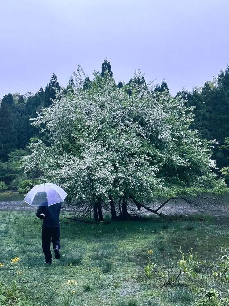cocoa815さんが投稿した平池のカキツバタに関する口コミの画像