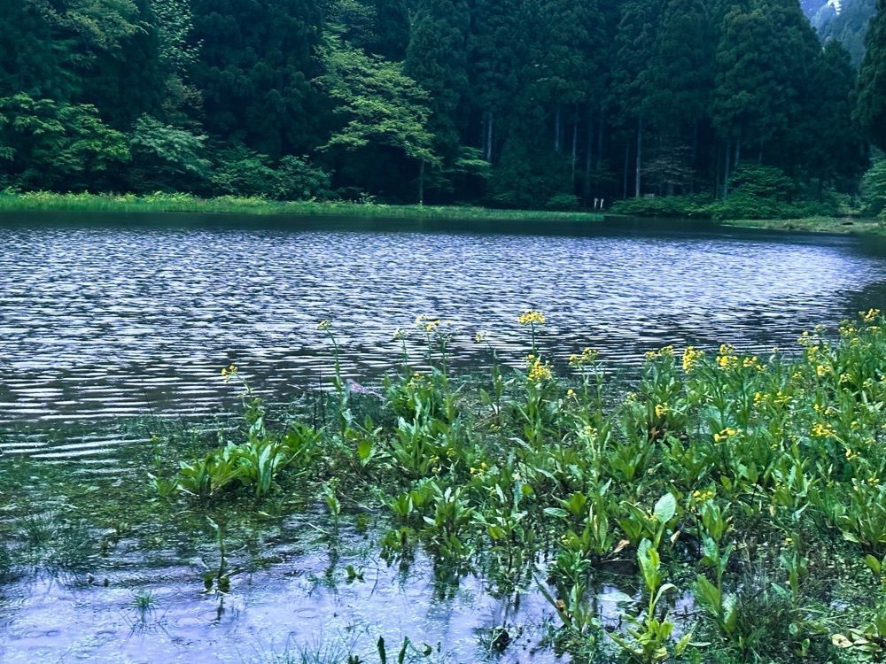 cocoa815さんが投稿した平池のカキツバタに関する口コミの画像
