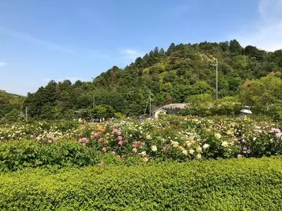 デビッド・オースチンのイングリッシュローズガーデンとプランツセンター