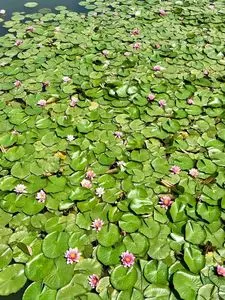 茶寮いま泉