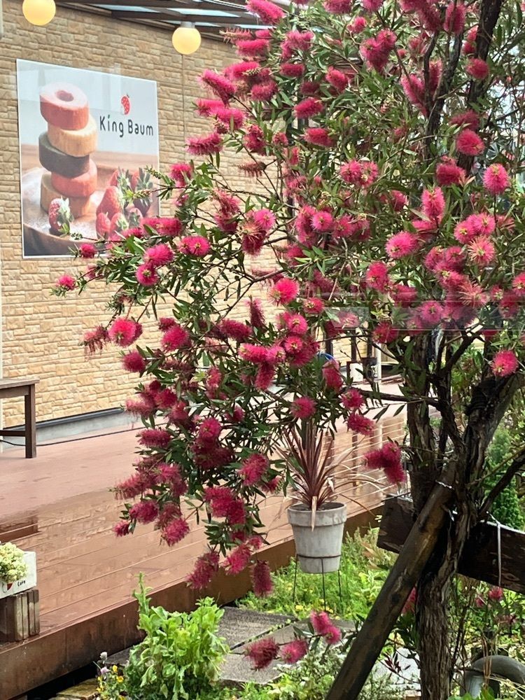 べべさんが投稿したKing Farm Cafe（キングファームカフェ）に関する口コミの画像