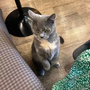 猫カフェ MOCHA 秋葉原店