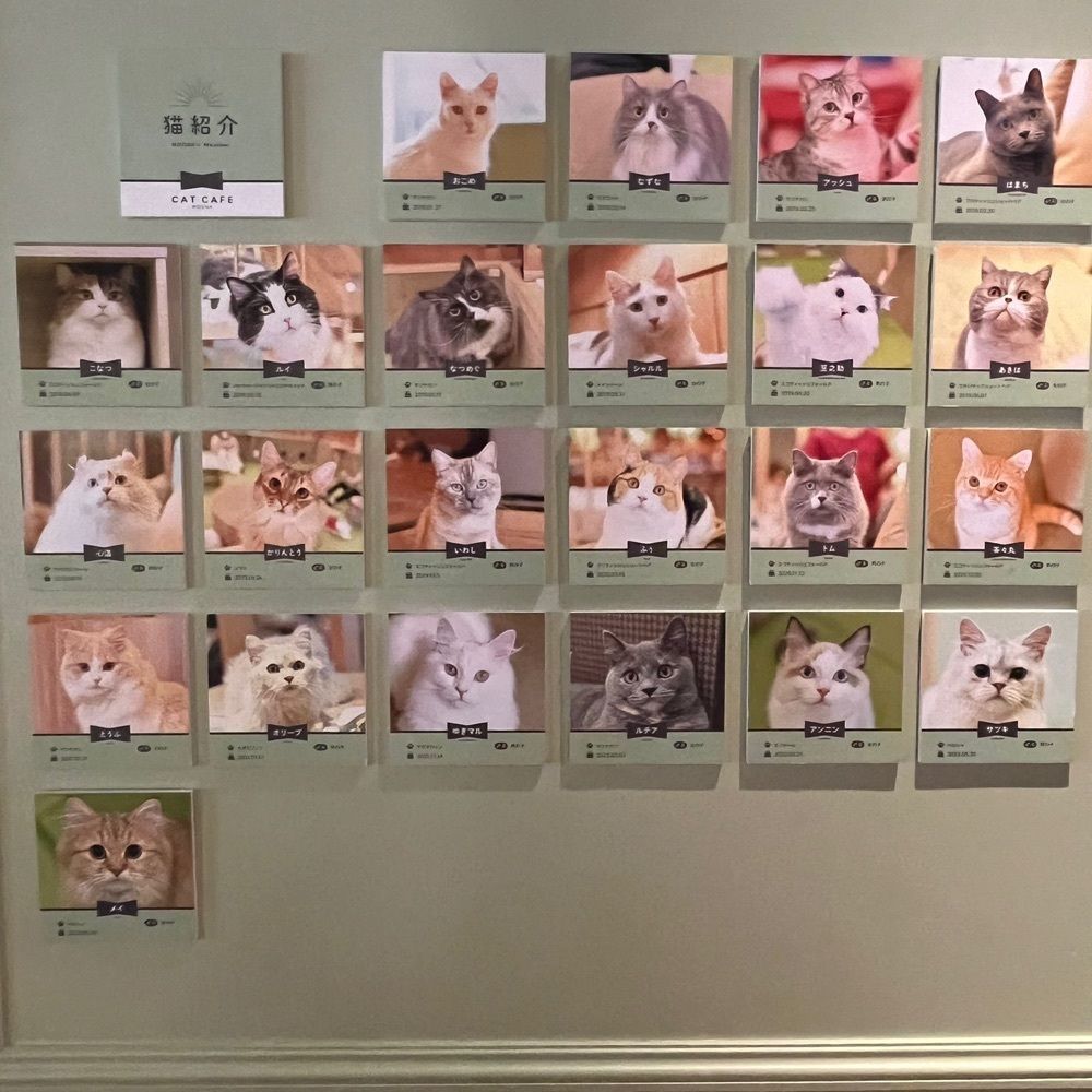 yoko_tokyoiventlifeさんが投稿した猫カフェ MOCHA 秋葉原店に関する口コミの画像