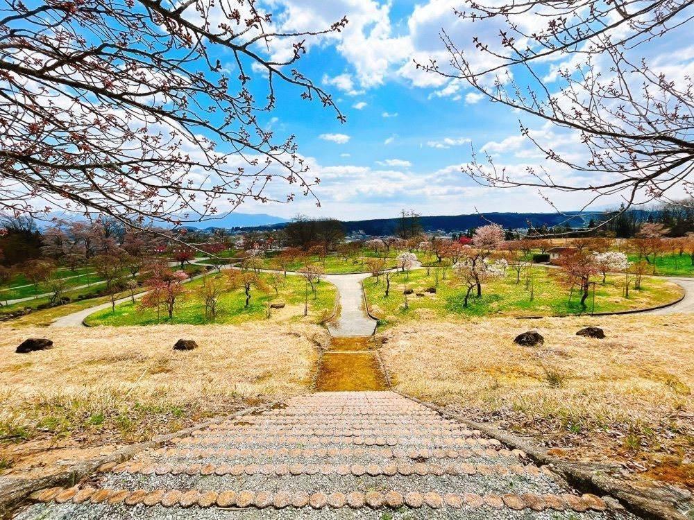猫なぎ。さんが投稿した真室川公園の梅に関する口コミの画像