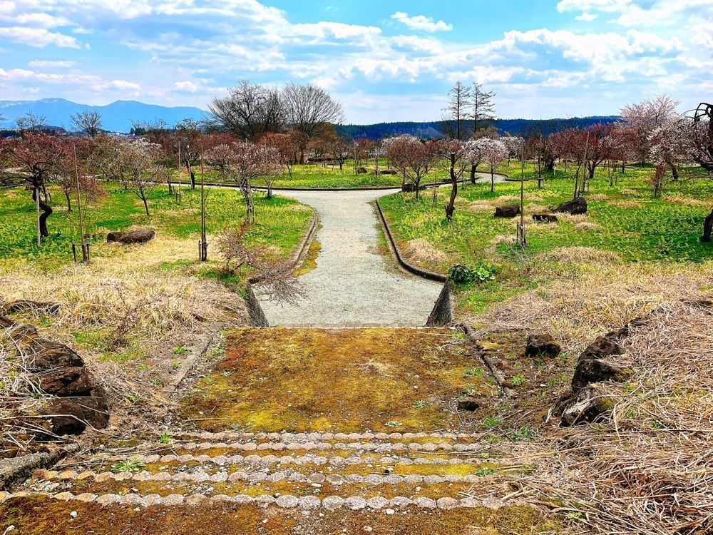 猫なぎ。さんが投稿した真室川公園の梅に関する口コミの画像