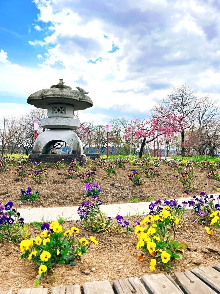 猫なぎ。さんが投稿した真室川公園の梅に関する口コミの画像