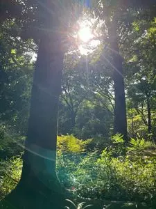 糺ノ森