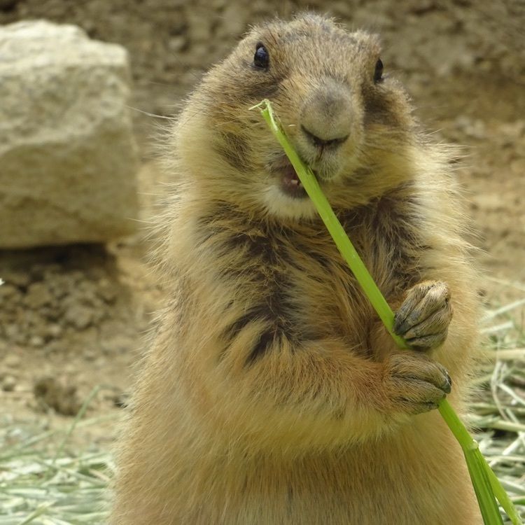 #東山動物園 #プレーリードッグ