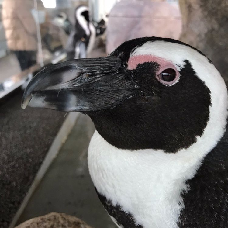#京都水族館