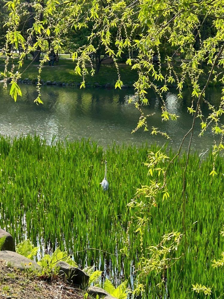 mocomocoさんが投稿した中島公園に関する口コミの画像