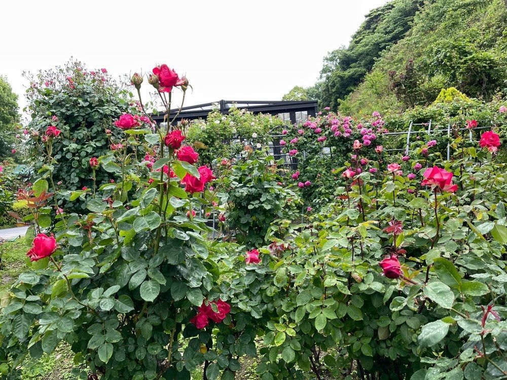 みーなさんが投稿した冠山総合公園に関する口コミの画像