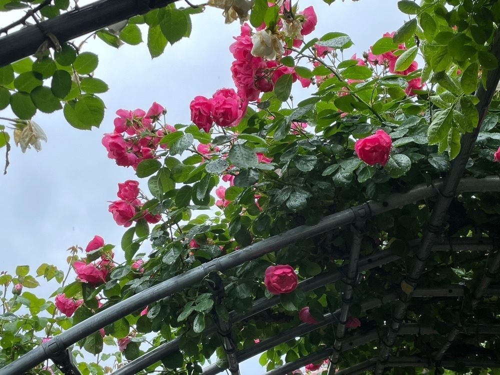 みーなさんが投稿した冠山総合公園に関する口コミの画像