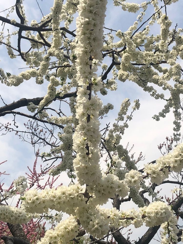 happy_walkingさんが投稿した平岡公園に関する口コミの画像