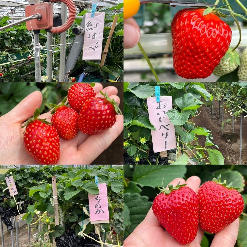 エリーチカさんが投稿した中山農園に関する口コミの画像