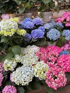 カインズ 修善寺店