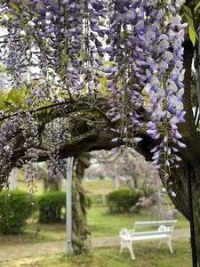 フラワーパークせらふじ園